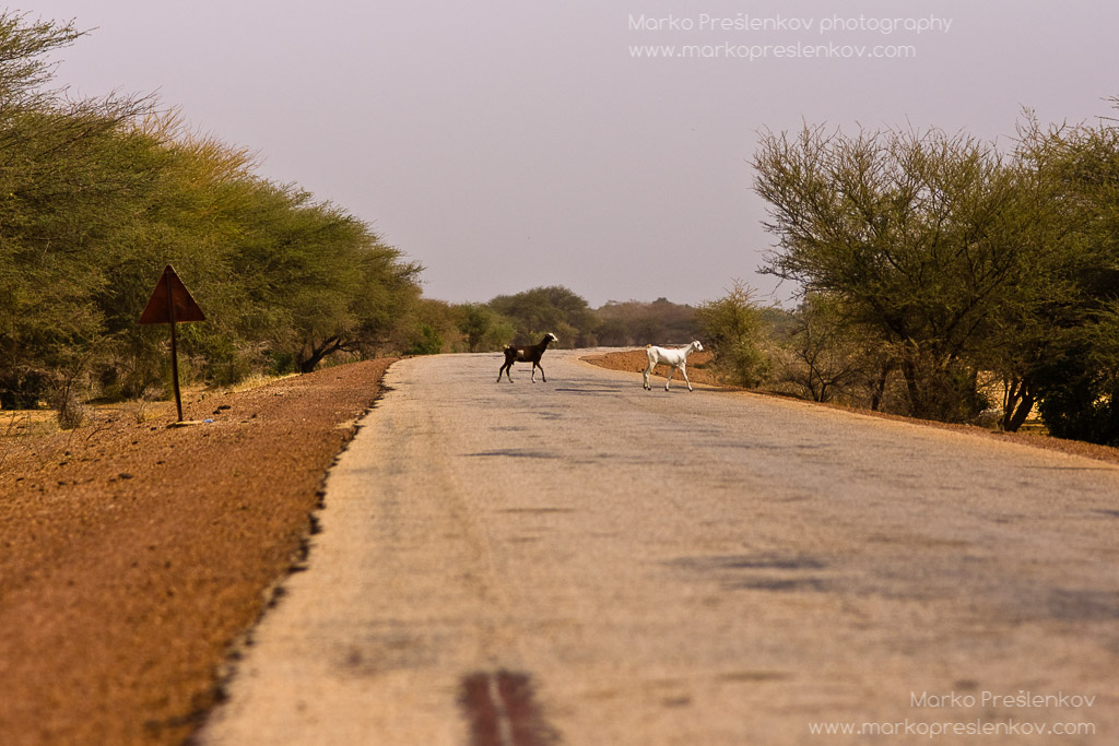 Goats crossing